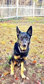 Rescue German Shepherd Dog Dogs for Adoption in Ellijay, Georgia - Logan | PetCurious