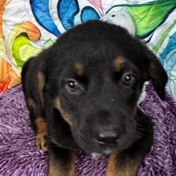 Shepherd and Mixed Breed Dogs Available for Adoption - Oaks | PetCurious