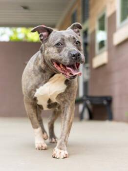 Mixed Breed Dogs Available for Adoption in Chamblee, Georgia - Sofry | PetCurious