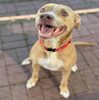 Terrier and Pit Bull Terrier Dogs Available for Adoption - Turkey | PetCurious