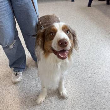 Cash -  Australian Shepherd Dog for Adoption in Des Moines, Iowa - Cash | PetCurious