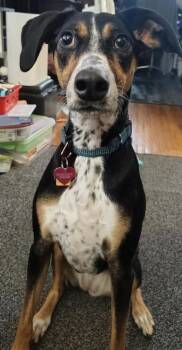 Bluey -  Australian Shepherd and Doberman Pinscher Dog for Adoption in Alden, New York - Bluey | PetCurious
