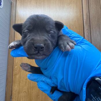 Mixed Breed Dogs Available for Adoption in Columbiana, Alabama - Evanescence | PetCurious