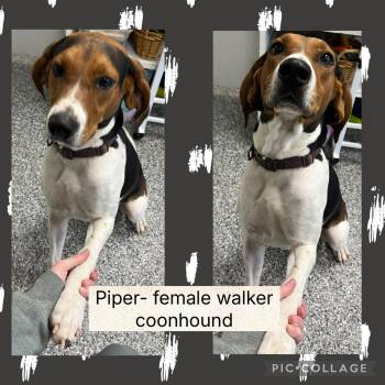 Rescue Treeing Walker Coonhound Dogs for Adoption in Bryan, Ohio - Piper | PetCurious