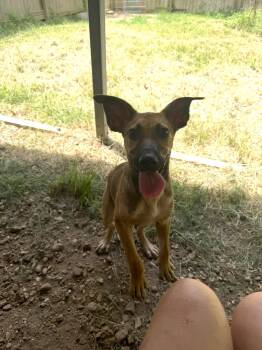 Bambi -  Black Mouth Cur and Shepherd Dog for Adoption in Jackson, Mississippi - Bambi | PetCurious