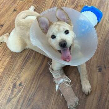 Chow Chow and Mixed Breed Dogs Available for Adoption - Zen | PetCurious