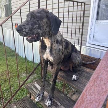 GOLIATH -  Great Dane and German Shepherd Dog Dog for Adoption in West Palm Beach, Florida - GOLIATH | PetCurious