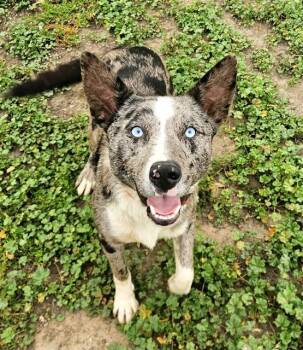 Border Collie and Mixed Breed Dogs Available for Adoption in Sacramento, California - ARCHER | PetCurious