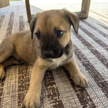 Cassidy -  Mixed Breed and Terrier Dog for Adoption in Escondido, California - Cassidy | PetCurious