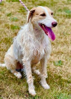 Rescue Saluki and Terrier Dogs for Adoption in Newberg, Oregon - Kau'i Boy | PetCurious