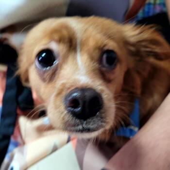 Angel -  Mixed Breed Dog Available for Adoption in Belfair, Washington - Angel | PetCurious