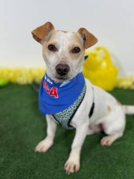 Jack Russell Terrier and Chihuahua Dogs Available for Adoption in Carlsbad, California - Brave | PetCurious
