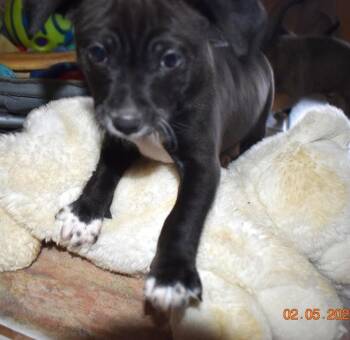 Chihuahua Dogs Available for Adoption in Grafton, Wisconsin - Plum | PetCurious
