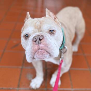 English Bulldog Dogs Available for Adoption in Providence, Rhode Island - Digit | PetCurious
