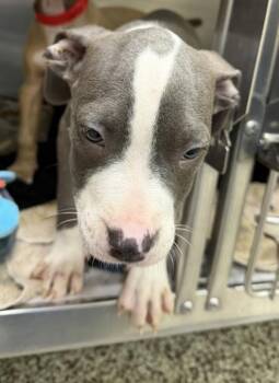 Smokey -  Pit Bull Terrier and Mixed Breed Dog for Adoption in Westland, Michigan - Smokey | PetCurious