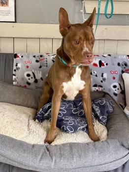 Lola -  Pit Bull Terrier Dog for Adoption in Fort Worth, Texas - Lola | PetCurious