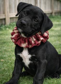 Tango -  Black Labrador Retriever Dog for Adoption in Crown Point, Indiana - Tango | PetCurious