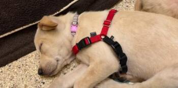 Rescue Mixed Breed Dogs for Adoption in Houston, Texas - Dove | PetCurious