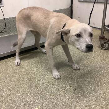 Oddy -  Pit Bull Terrier and Husky Dog for Adoption in San Gabriel, California - Oddy | PetCurious