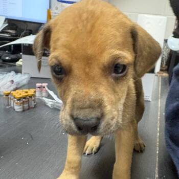 Mixed Breed Dogs Available for Adoption in Lufkin, Texas - Foxface | PetCurious