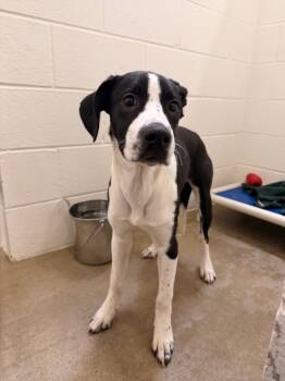 Pointer and Mixed Breed Dogs Available for Adoption in Gillette, Wyoming - Diesel | PetCurious