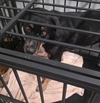 Stark -  Rottweiler and Mixed Breed Dog for Adoption in Clinton, Missouri - Stark | PetCurious