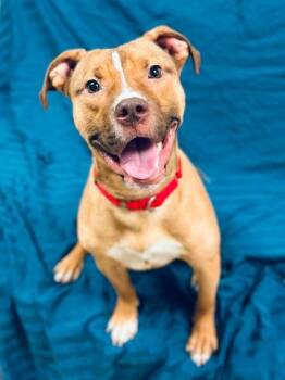 Domingo -  Mixed Breed Dog for Adoption in West Chester, Pennsylvania - Domingo | PetCurious