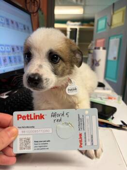 Alford 5 -  Great Pyrenees and Cattle Dog Dog for Adoption in Morgantown, Kentucky - Alford 5 | PetCurious