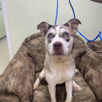 Flower -  Catahoula Leopard Dog and Husky Dog for Adoption in Kansas City, Missouri - Flower | PetCurious