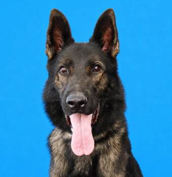 DARBY -  German Shepherd Dog Dog for Adoption in Pasadena, California - DARBY | PetCurious