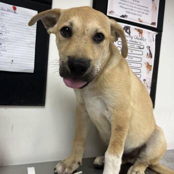 Louis -  Shepherd and Mixed Breed Dog for Adoption in Birmingham, Alabama - Louis | PetCurious
