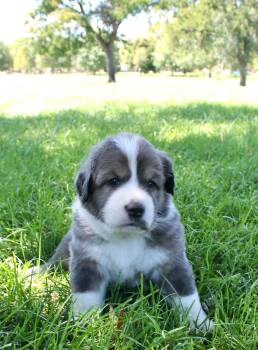 Sheldon -  Great Pyrenees and Anatolian Shepherd Dog for Adoption in Albuquerque, New Mexico - Sheldon | PetCurious