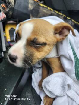 American Staffordshire Terrier Dogs Available for Adoption in San Antonio, Texas - NATASHA | PetCurious