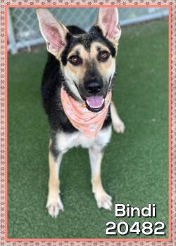 BINDI -  German Shepherd Dog Dog for Adoption in Marietta, Georgia - BINDI | PetCurious
