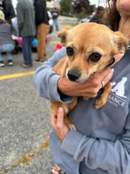 CHER -  Mixed Breed Dog for Adoption in Holbrook, New York - CHER | PetCurious