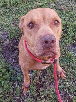 SAGE -  American Staffordshire Terrier Dog for Adoption in Fort Lauderdale, Florida - SAGE | PetCurious