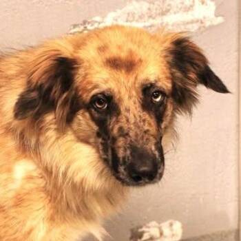26-00912 -  Shepherd Dog Available for Adoption in Fredericksburg, Virginia - 26-00912 | PetCurious