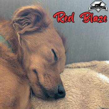 Red Blaze -  Dachshund Dog for Adoption in San Antonio, Texas - Red Blaze | PetCurious