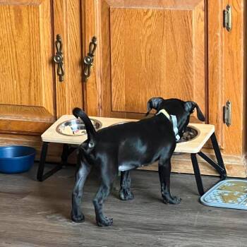 Male -  Pug and Terrier Dog for Adoption in Ferndale, Washington - Male | PetCurious