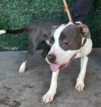 Pit Bull Terrier and Mixed Breed Dogs Available for Adoption - 60232040 | PetCurious