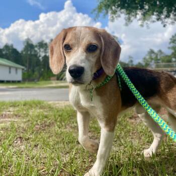 Presley -  Beagle Dog for Adoption in Freeport, Florida - Presley | PetCurious