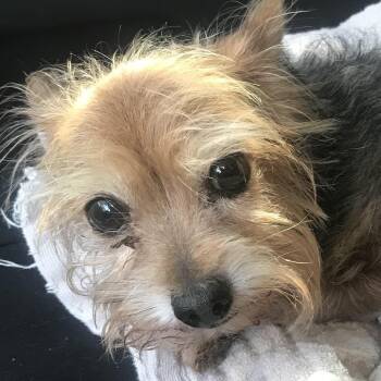 Yorkshire Terrier Dogs Available for Adoption in Tulsa, Oklahoma - Squirt - 4.4 Lbs! | PetCurious