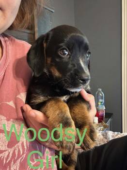 Woodsy Girl -  Labrador Retriever Dog for Adoption in Zimmerman, Minnesota - Woodsy Girl | PetCurious