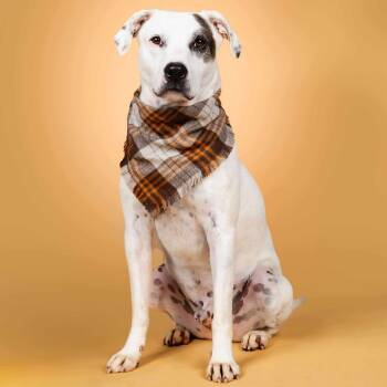 Rescue Mixed Breed Dogs for Adoption in Fredericksburg, Virginia - Hanks | PetCurious