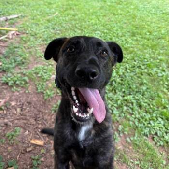 Max -  Belgian Shepherd Malinois Dog for Adoption in Yonkers, New York - Max | PetCurious