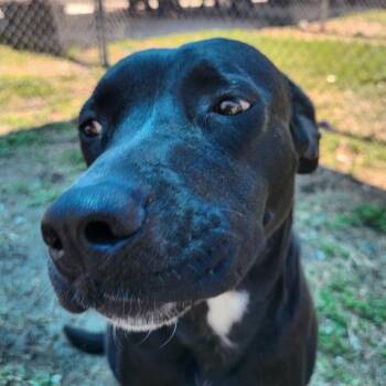 Black Labrador Retriever and Mixed Breed Dogs Available for Adoption in Corpus Christi, Texas - Lady | PetCurious