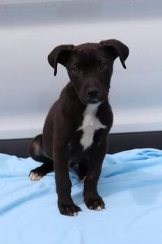 Labrador Retriever and Pit Bull Terrier Dogs Available for Adoption in Minneapolis, Minnesota - Elijah | PetCurious