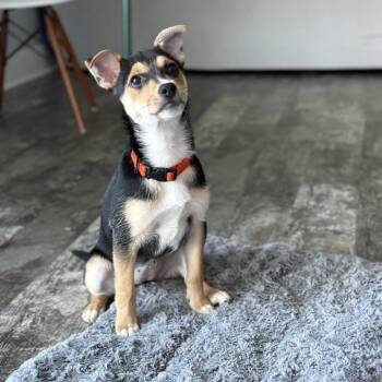 Mixed Breed Dogs Available for Adoption in West Olive, Michigan - Rye | PetCurious