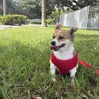 Molly -  Cardigan Welsh Corgi and Pomeranian Dog for Adoption in Maitland, Florida - Molly | PetCurious