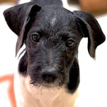 Rescue Mixed Breed Dogs for Adoption in Kenosha, Wisconsin - Tobias | PetCurious